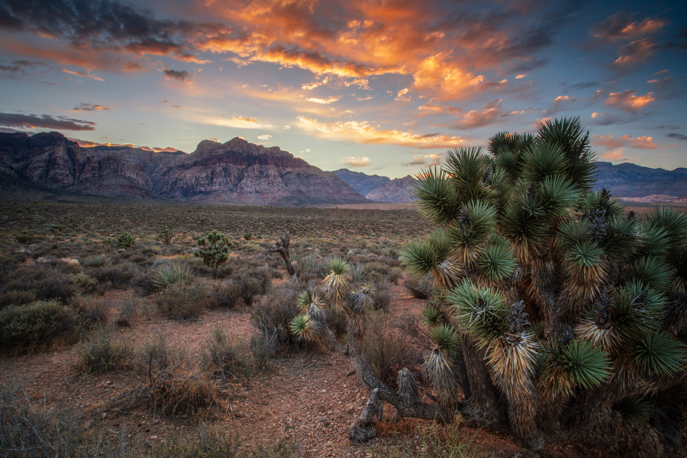 Joshua Tree Sunset shown in a living room
