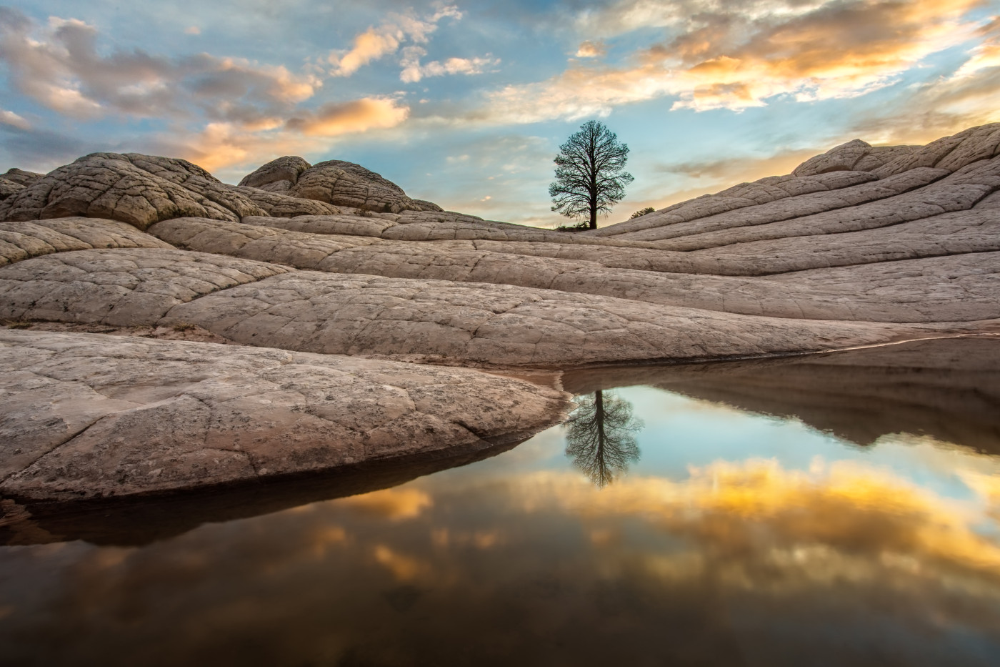 Gnarled Reflection shown in a living room