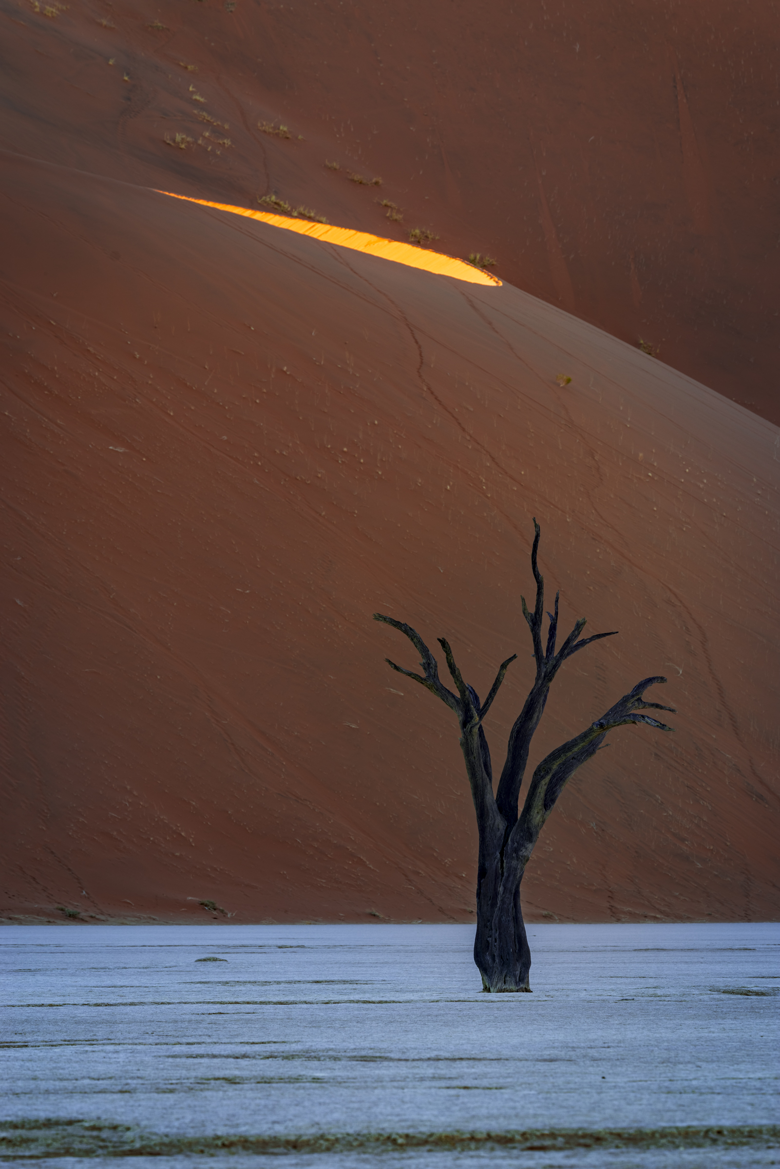 Stunted by Sand