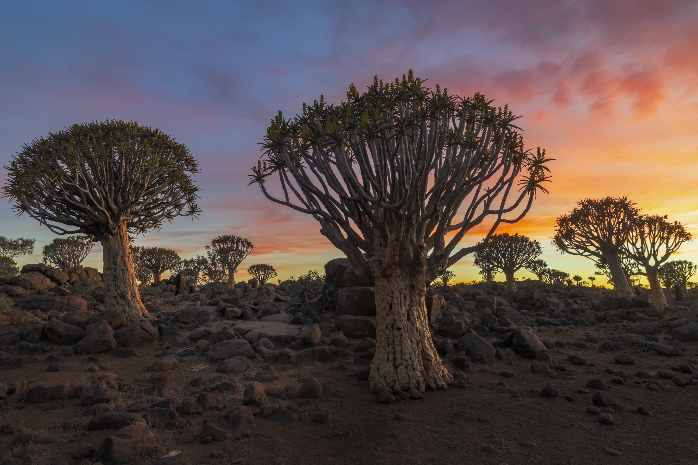 Cotton Candy Desert